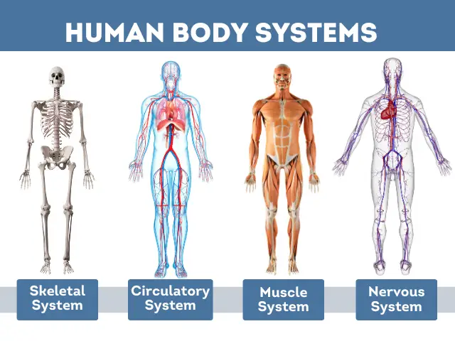 Human Body Systems